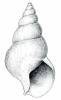 Buccinum hydrophanum