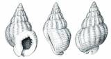 Tritia incrassata