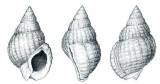 Tritia pygmaea