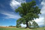 Quercus robur - dub letní