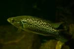 Saxatilia saxatilis - hřebenáč skaliskový
