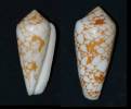 Conus laueri
