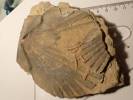 Oopecten gigas