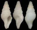 Drilliola emendata
