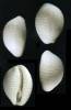 Trivirostra turneri