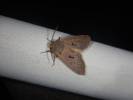 Orthosia carnipennis