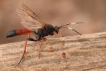 Stenichneumon culpator