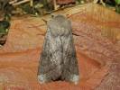 Orthosia opima - jarnice šedá