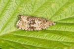 Syricoris lacunana - obaleč jahodníkový