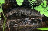 Shinisaurus crocodilurus - krokodýlovec čínský