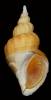 Beringius incisus