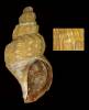 Beringius undataformis