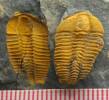Conocoryphe gerlinda