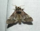 Drymonia dodonaea - hřbetozubec hnědý