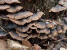 Hymenochaete rubiginosa - Filamentous Fungi