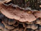 Hymenochaete rubiginosa - kožovka rezavá