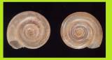 Anisus vorticulus - Little Whirlpool Ram's-horn Snail