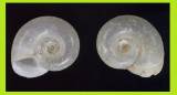 Gyraulus acronicus - Thames Ram's-horn
