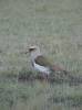 Vanellus resplendens - Andean Lapwing