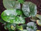 Asarum delavayi
