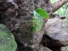 Anax tumorifer