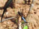 Orthetrum azureum