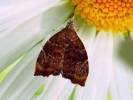 Choreutis nemorana - molovenka fíková