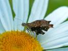 Choreutis nemorana - molovenka fíková