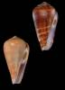 Conus inesae