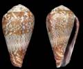 Conus medvedevi