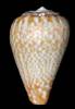 Conus nobrei