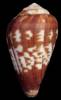Conus africanus