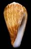 Conus tenuilineatus