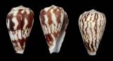 Conus petuchi