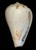 Conus lineopunctatus