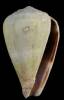 Conus trovaoi
