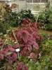 Begonia brevirimosa subsp. exotica