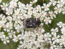 Valgus hemipterus hemipterus