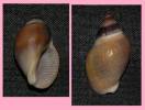 Burnupena cincta limbosa