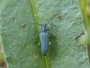 Phytoecia caerulescens caerulescens