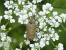 Mycterus curculioides