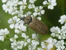 Mycterus curculioides