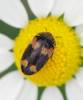 Attagenus quadrimaculatus