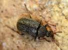 Mycterus tibialis