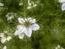 Nigella sativa - černucha setá