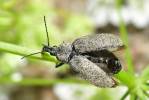 Mycterus curculioides