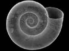 Gyraulus chinensis