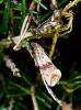 Celypha striana - obaleč pampeliškový