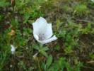 Linum tenuifolium - len tenkolistý