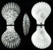 Anguipecten picturatus